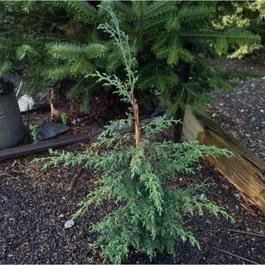 cupressus-mangamahoe-1