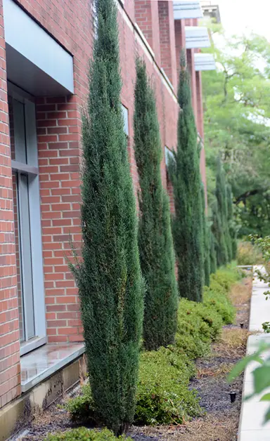 cupressus-green-spire-1