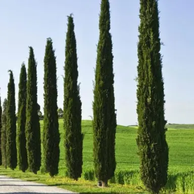 cupressus-green-spire-2