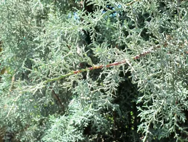 cupressus-glabra-