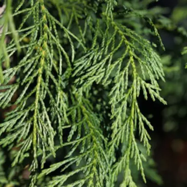 cupressus-haggerston-grey-1