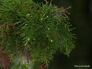 cupressus-sempervirens-1