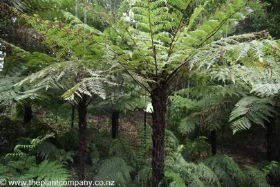 cyathea-cunninghamii--1