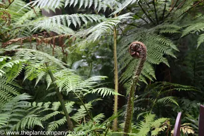 cyathea-cunninghamii--2