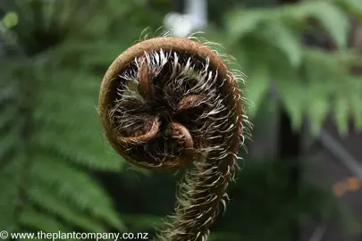 cyathea-cunninghamii--3