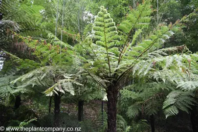 cyathea-cunninghamii-