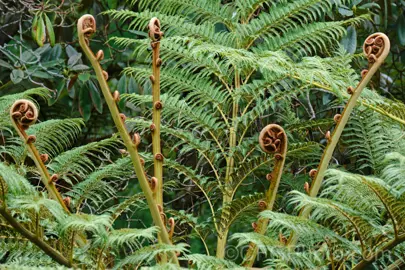 cyathea-tomentosissima-