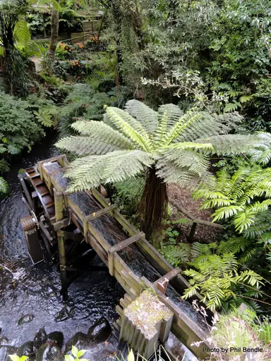 cyathea-smithii-