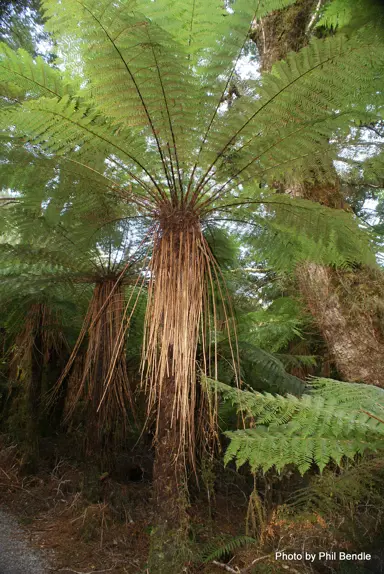 cyathea-smithii-1