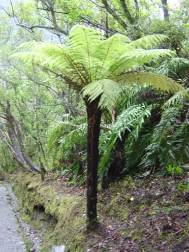 cyathea-smithii-3