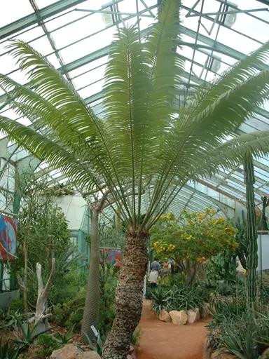 cycas-thouarsii-