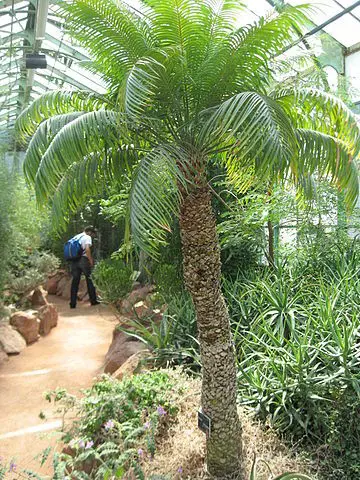 cycas-thouarsii-1