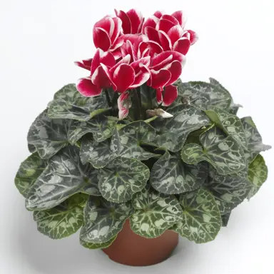 Cyclamen Snowridge Scarlet plant.