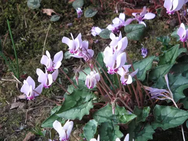 cyclamen-hederifolium-