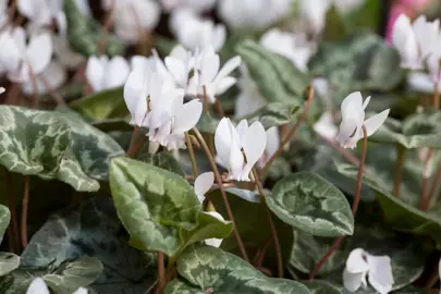 cyclamen-hederifolium-3