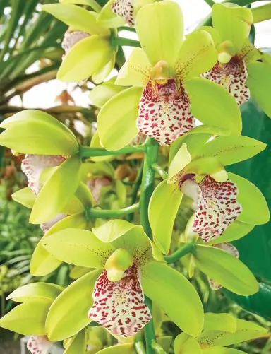 Cymbidium 'Green Fragrant Tiger' flower.