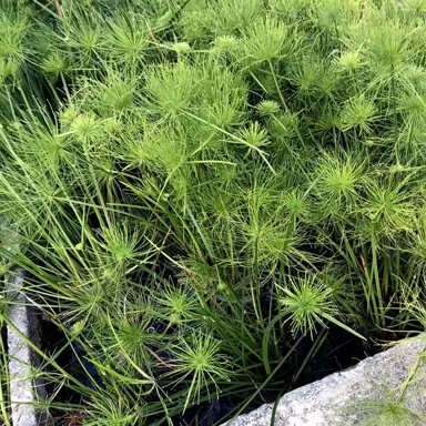 Cyperus haspan plants.