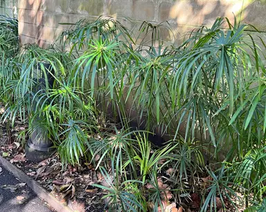 Cyperus involucratus plants in a garden.