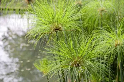 Cyperus papyrus plant.