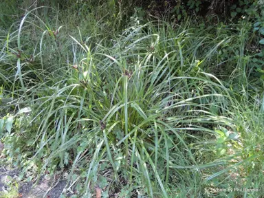 cyperus-ustulatus-