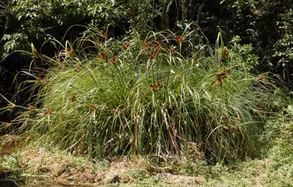 cyperus-ustulatus-2