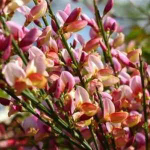 cytisus-lord-lambourne-