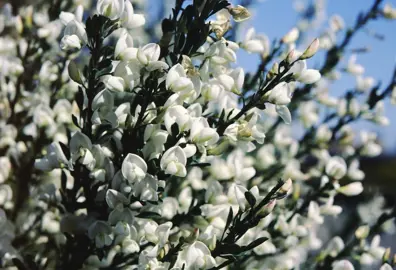 Cytisus multiflorus plant with masses of white flowers and dark green foliage.