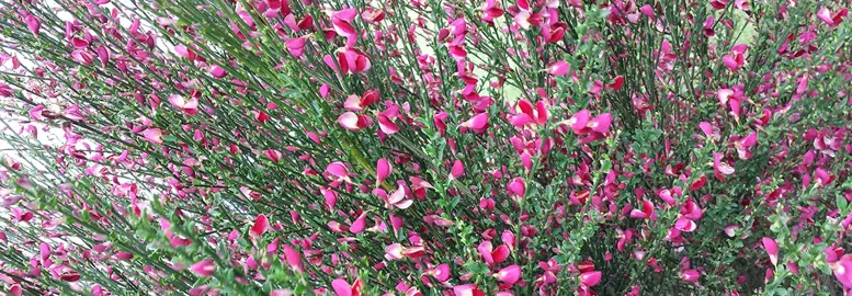 cytisus-raspberry-ripple-