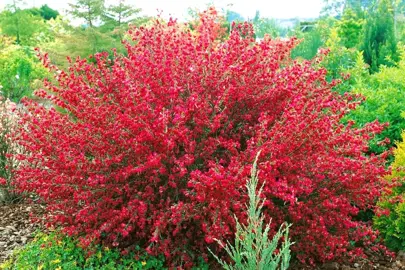 cytisus-ruby--1