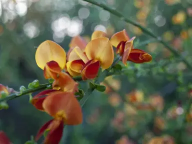 Cytisus 'Volcano' orange and yellow flowers.