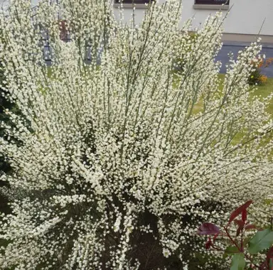 cytisus-abla-