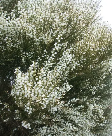 cytisus-abla-1