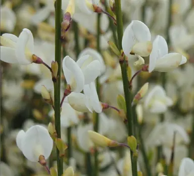 cytisus-abla-2