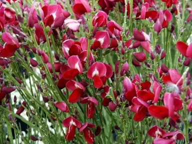 cytisus-boskoop-ruby-1