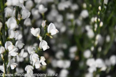 cytisus-snow-queen-