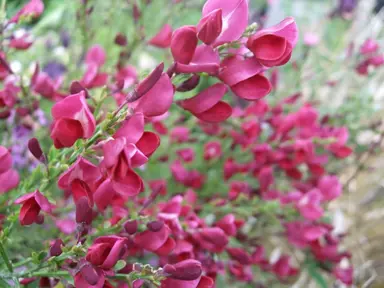 cytisus-windlesham-ruby-