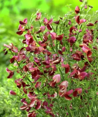 cytisus-windlesham-ruby-2