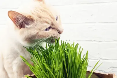 Dactylis glomerata plant with a cat.