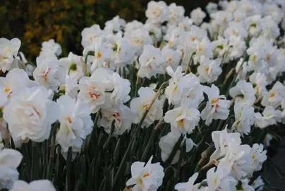 daffodils-acropolis-1