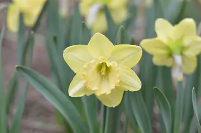 daffodils-alexis-beauty-1