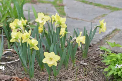 daffodils-alexis-beauty-2