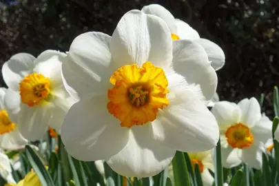 daffodils-barrett-browning-2