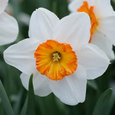 daffodils-barrett-browning-4