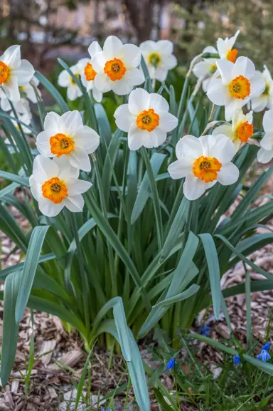 daffodils-barrett-browning-6