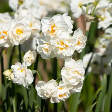 daffodils-bridal-crown-1