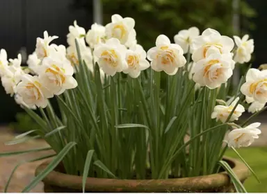 daffodils-bridal-crown-2