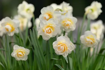 daffodils-bridal-crown-4