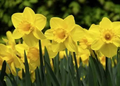 daffodils-carlton-1