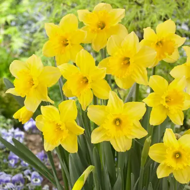 daffodils-carlton-3