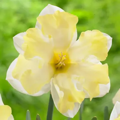 daffodils-cassata-2